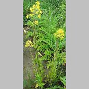 Sisymbrium strictissimum (stulisz sztywny)