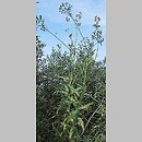 Sonchus palustris (mlecz błotny)