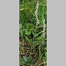Spiranthes spiralis (kręczynka jesienna)