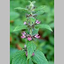 Stachys alpina (czyściec górski)