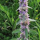 Stachys germanica (czyściec kosmaty)