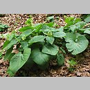 Symphytum cordatum (żywokost sercowaty)