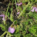 Teucrium botrys (ożanka pierzastosieczna)