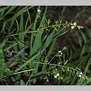 Thesium alpinum (leniec alpejski)