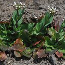 Thlaspi perfoliatum (tobołki przerosłe)