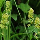 Tofieldiaceae (kosatkowate)