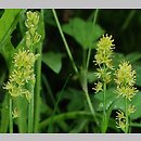 Tofieldia calyculata (kosatka kielichowa)