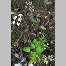 Torilis japonica (kłobuczka pospolita)