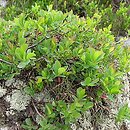 Vaccinium gaultherioides (borówka halna)