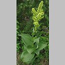 Veratrum lobelianum (ciemiężyca zielona)