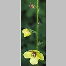 Verbascum blattaria (dziewanna rdzawa)