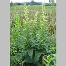 Verbascum phlomoides (dziewanna kutnerowata)