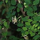 Vicia dumetorum (wyka zaroślowa)