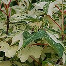 Acer pseudoplatanus Simon-Louis Frères