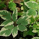 Aegopodium podagraria Variegatum