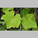 Alangium platanifolium (alangium platanolistne)