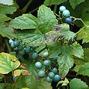 Ampelopsis (winnik)