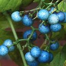 Ampelopsis glandulosa (winnik zmienny)