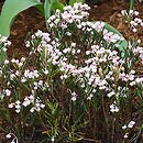 Andromeda polifolia Compacta