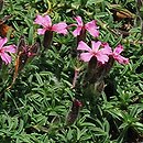 Androsace (naradka)