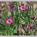 Anemone multifida (zawilec wielosieczny)