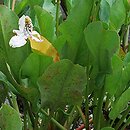 Anemopsis californica