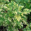 Artemisia vulgaris Oriental Limelight