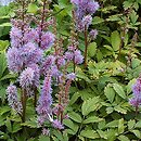 Astilbe chinensis Pumila