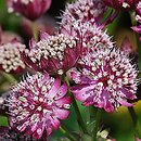 Astrantia major Ruby Cloud