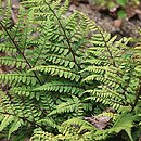 Athyrium otophorum (wietlica uszkowata)
