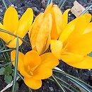 Crocus flavus (krokus żółty)