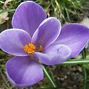 Crocus vernus Purpureus Grandiflorus