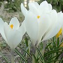 Crocus vernus Jeanne d'Arc