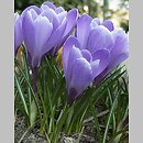 Crocus vernus (krokus wiosenny)