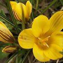 Crocus chrysanthus Saturnus