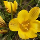 Crocus chrysanthus (krokus złocisty)
