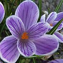 Crocus vernus Pickwick