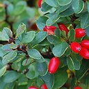 Berberis buxifolia (berberys bukszpanolistny)