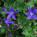 Campanula poscharskyana Stella