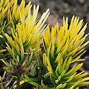 Cephalotaxus harringtonia Korean Gold