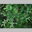 Chamaecyparis thyoides (cyprysik żywotnikowaty)