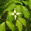 Cornus kousa ssp. chinensis (dereń kousa chiński)