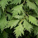 Corylus avellana Heterophylla