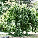 Corylus avellana Pendula