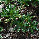 Daphne arbuscula Maritzina
