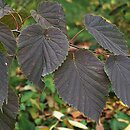 Davidia involucrata var. vilmoriniana