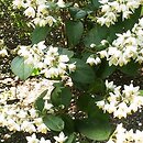 Deutzia scabra (żylistek szorstki)
