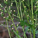 Erechtites hieracifolia (erechtites jastrzębcowaty)