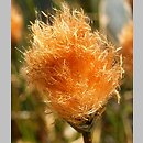 Eriophorum russeolum (wełnianka czerwonawa)