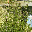 Eutrochium maculatum (sadziec plamisty)